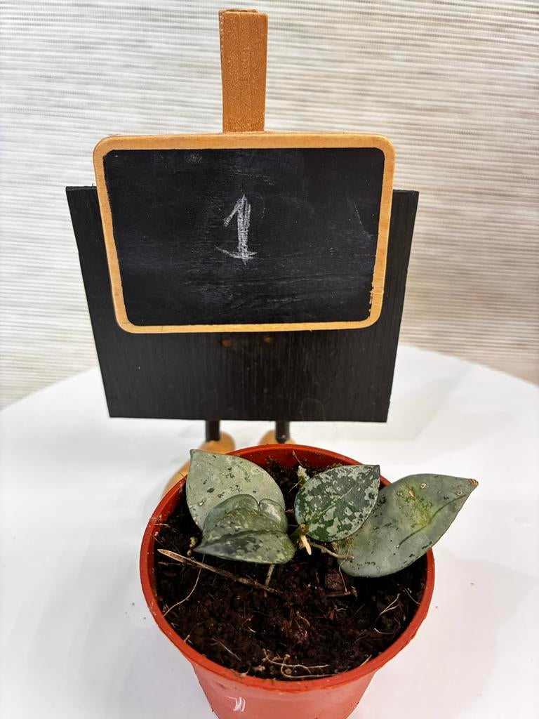 Hoya Krohniana (Super Silver) - goed gewortelde stekken, Overige soorten, Minder dan 100 cm, Groene kamerplant, Halfschaduw
