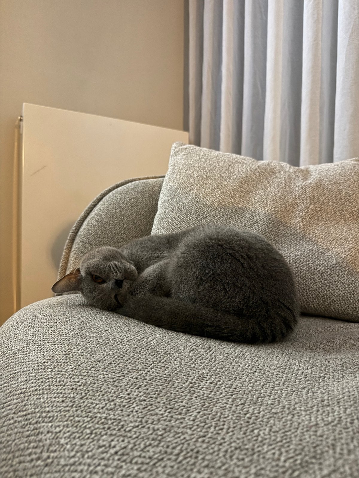 Mama Poes zoekt nieuwe huis, Dieren en Toebehoren, Katten en Kittens | Raskatten | Korthaar, Poes, Gechipt, 3 tot 5 jaar