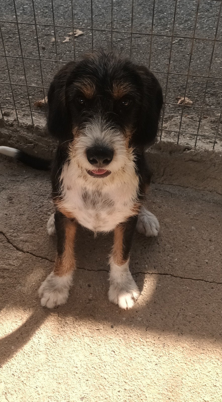 Schattige Griffon mix pups, Dieren en Toebehoren, Honden | Niet-rashonden, Particulier, 15 weken tot 1 jaar, Buitenland, Parvo
