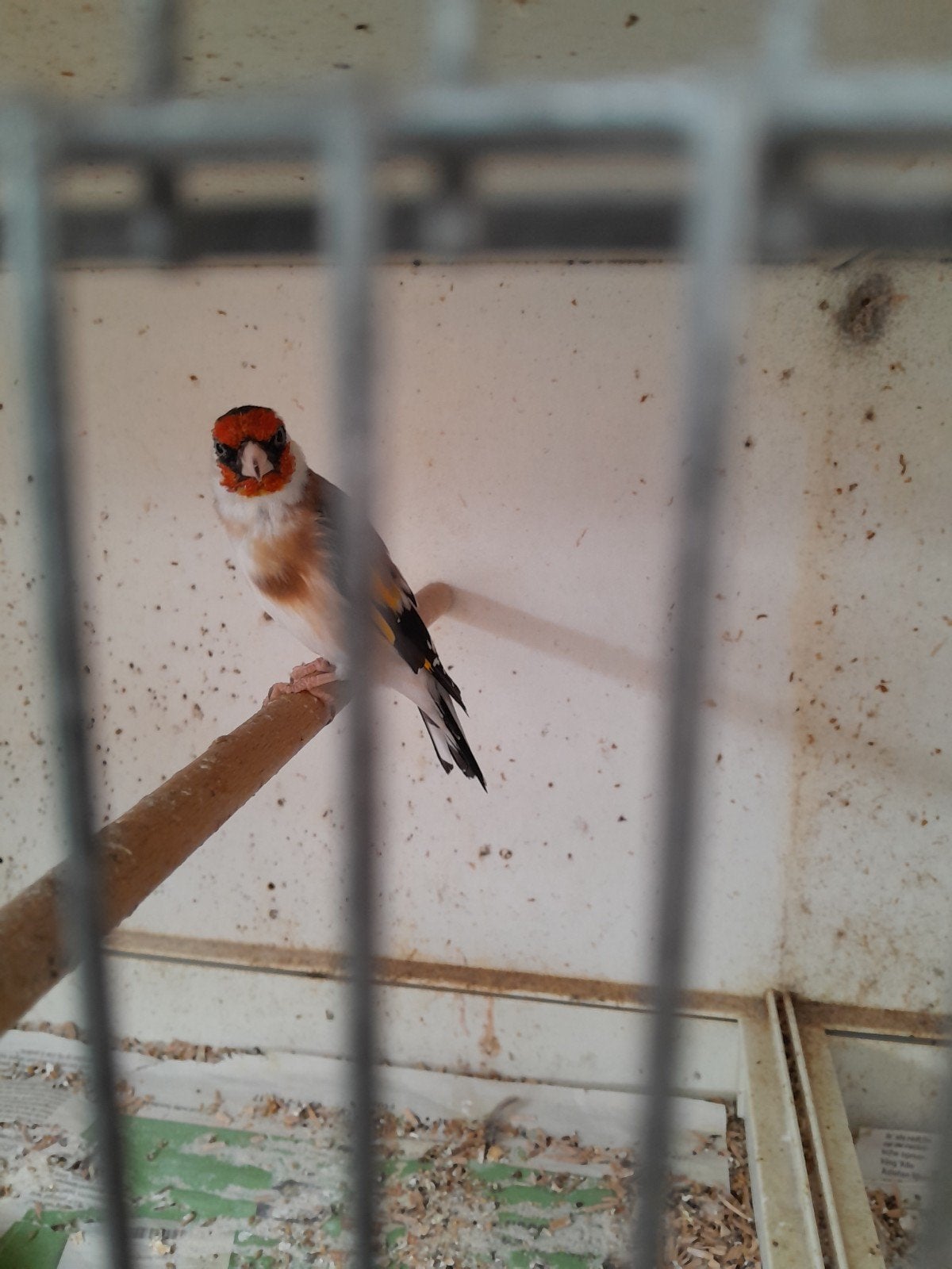 te koop echte major putter man uit 2025 zit buiten, Dieren en Toebehoren, Mannelijk, Wildzangvogel
