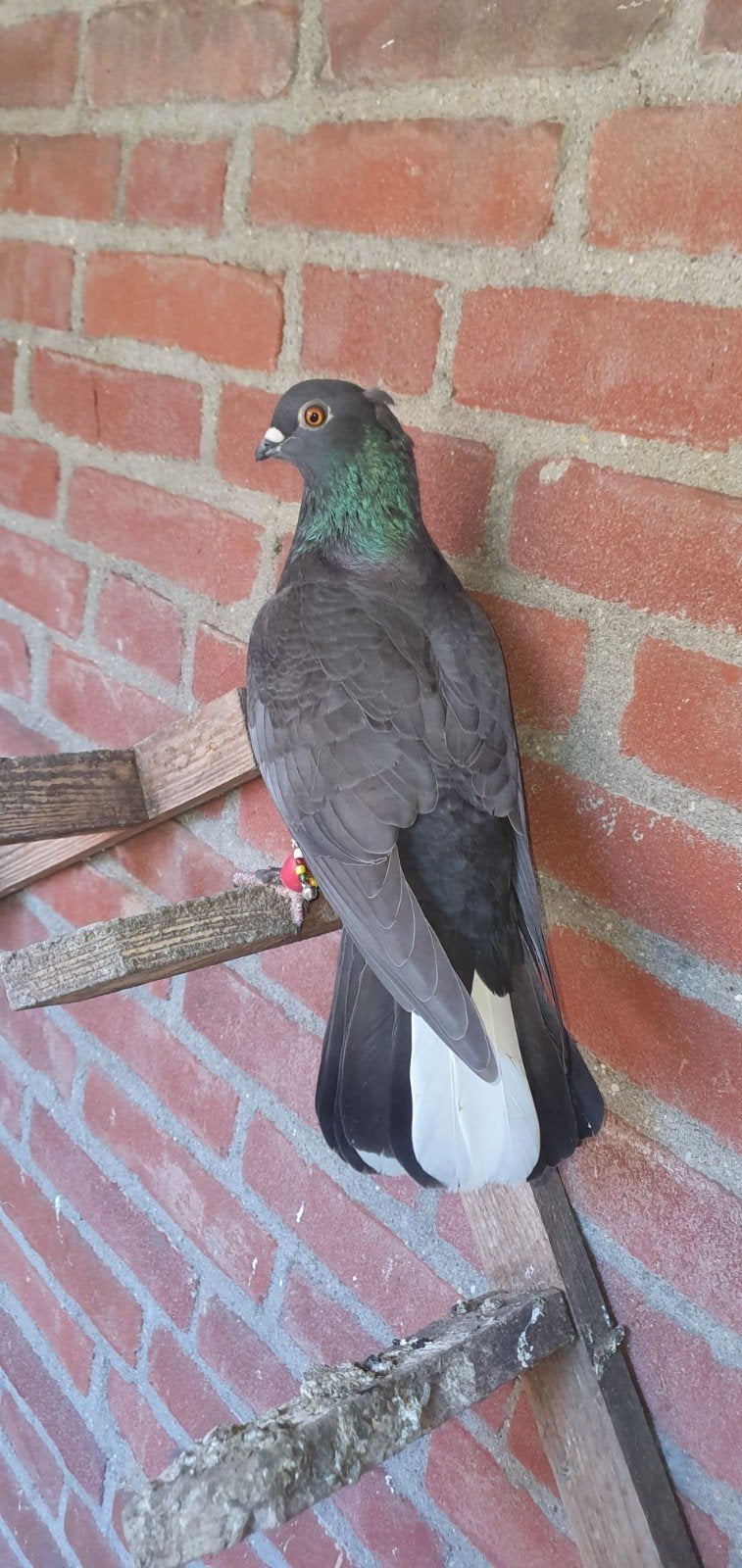 zwart sierduiven te koop, Dieren en Toebehoren, Mannelijk, Overige soorten