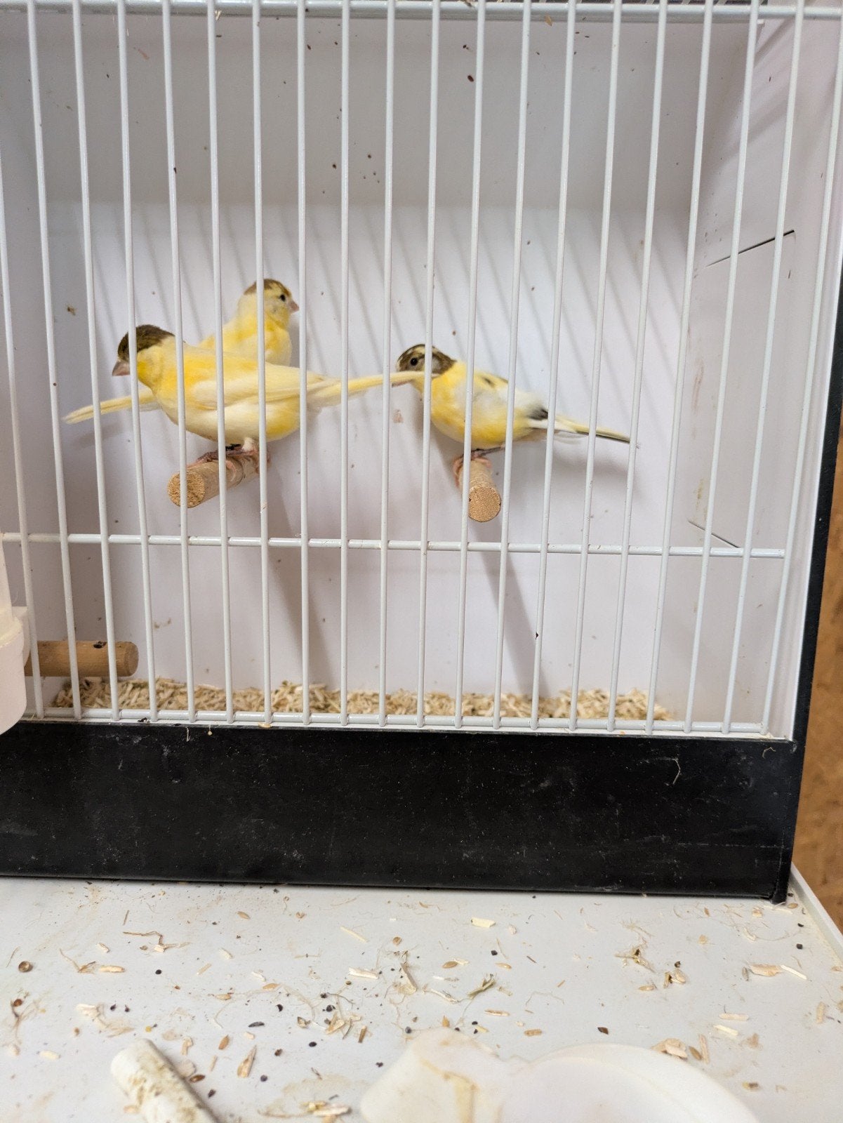drie kanaries geringd, Meerdere dieren, Kleurkanarie
