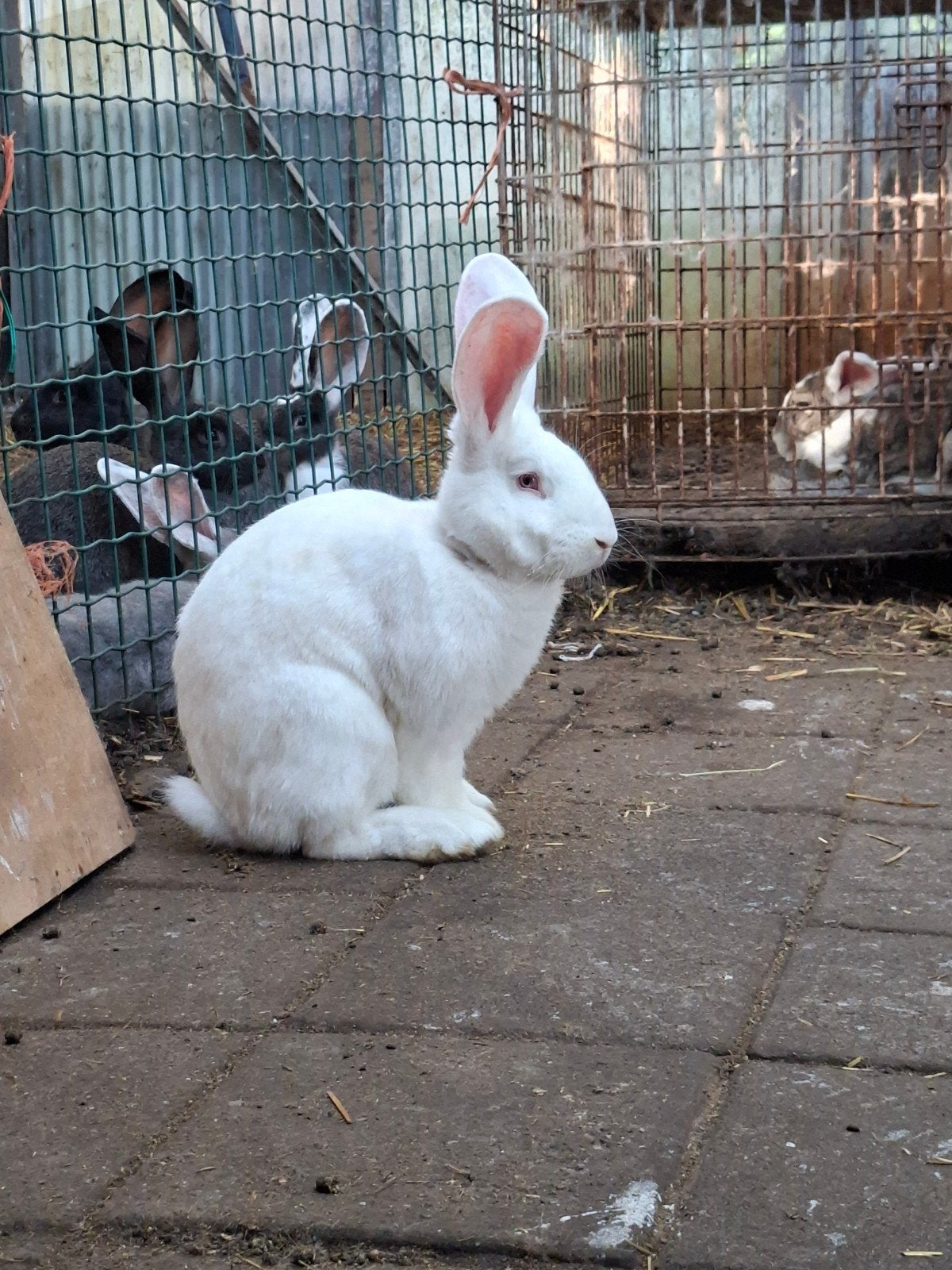 prachtige witte Vlaamse reus rammelaar, Dieren en Toebehoren, Mannelijk, Groot