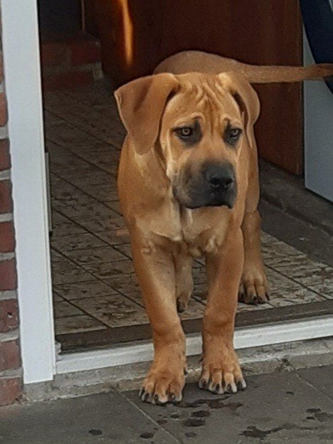 Raszuivere Boerboel Reutje van 18 weken oud, Dieren en Toebehoren, Particulier, 15 weken tot 1 jaar, Buitenland, Eén hond