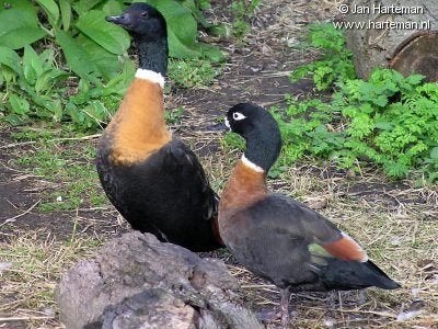 Eenden Ganzen en zwanen, Dieren en Toebehoren, Meerdere dieren, Eend