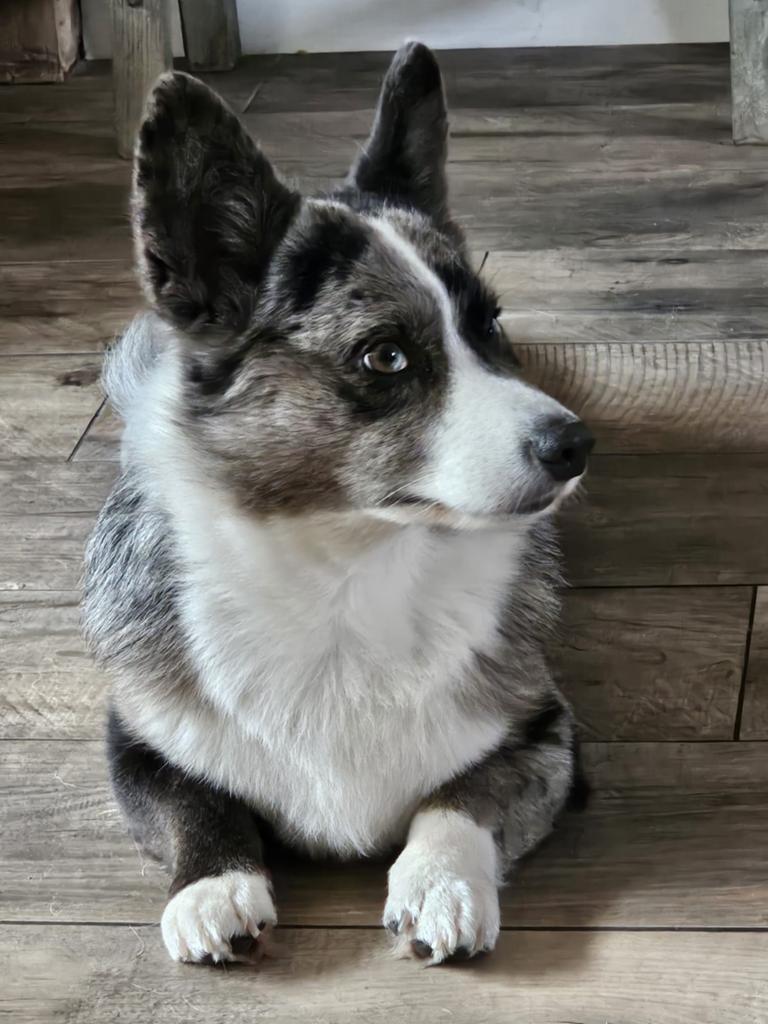 Dekreu welsh corgi cardigan kleur bleu merle, 6 jaar of ouder, Reu, Eén hond, Nederland