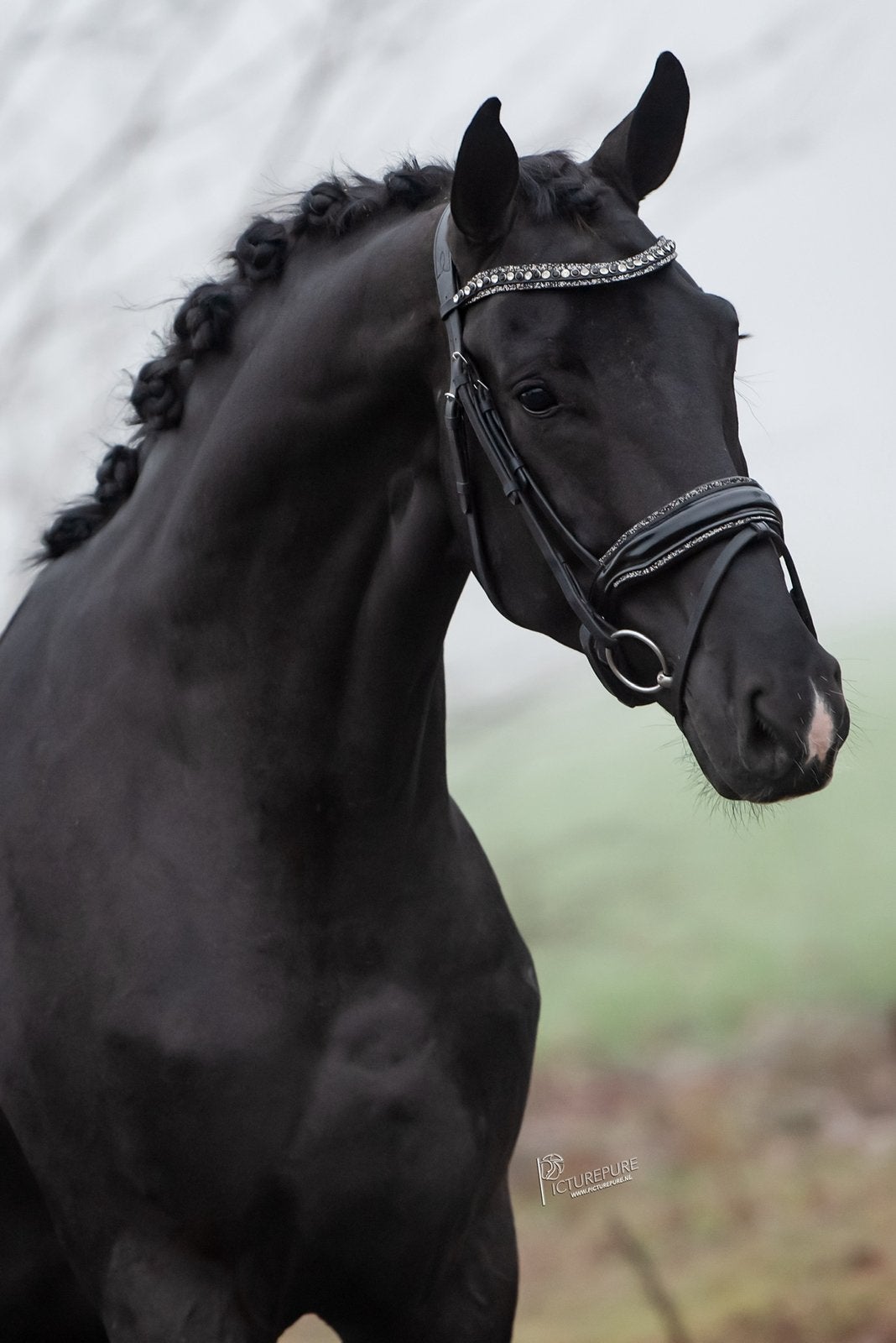 Prachtige 5 jr ruin te koop van taurus x freudentanzer, B, Ruin, Dressuurpaard, 3 tot 6 jaar