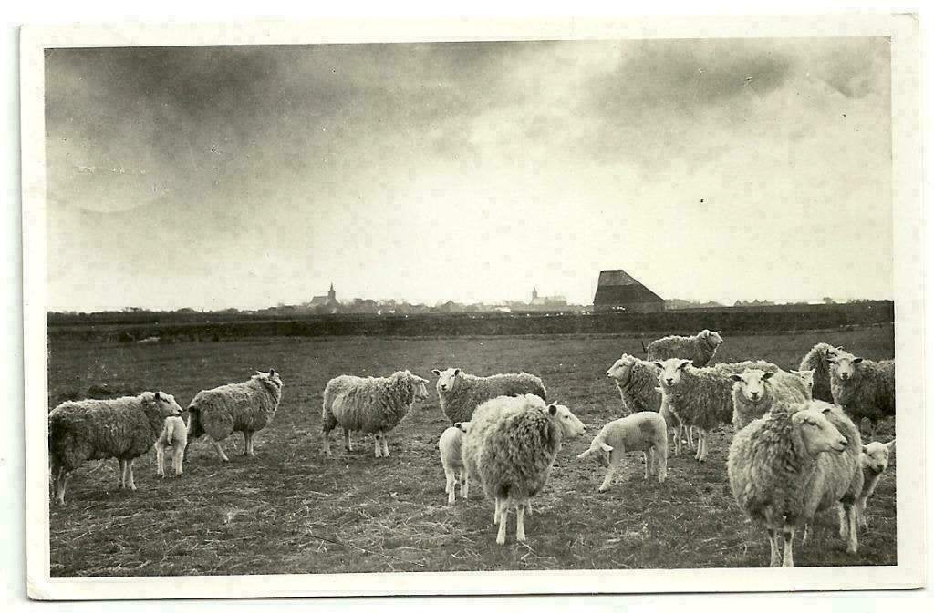 AK Texel - Texels Roem, Ophalen of Verzenden, 1940 tot 1960, Gelopen, Waddeneilanden