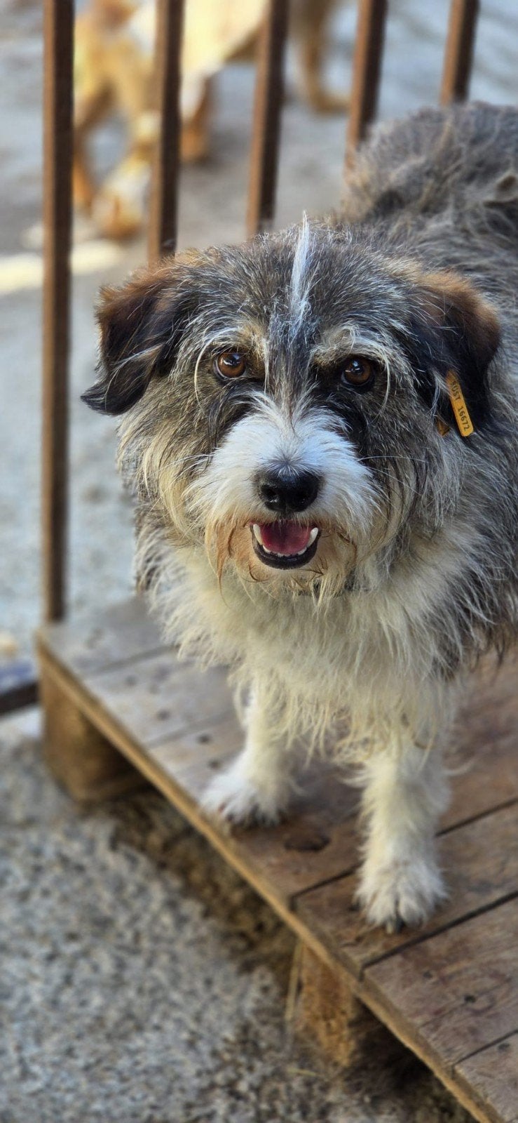 Lenna zoekt een baasje, Dieren en Toebehoren, Honden | Niet-rashonden, Handelaar, 1 tot 2 jaar, Buitenland, Teef