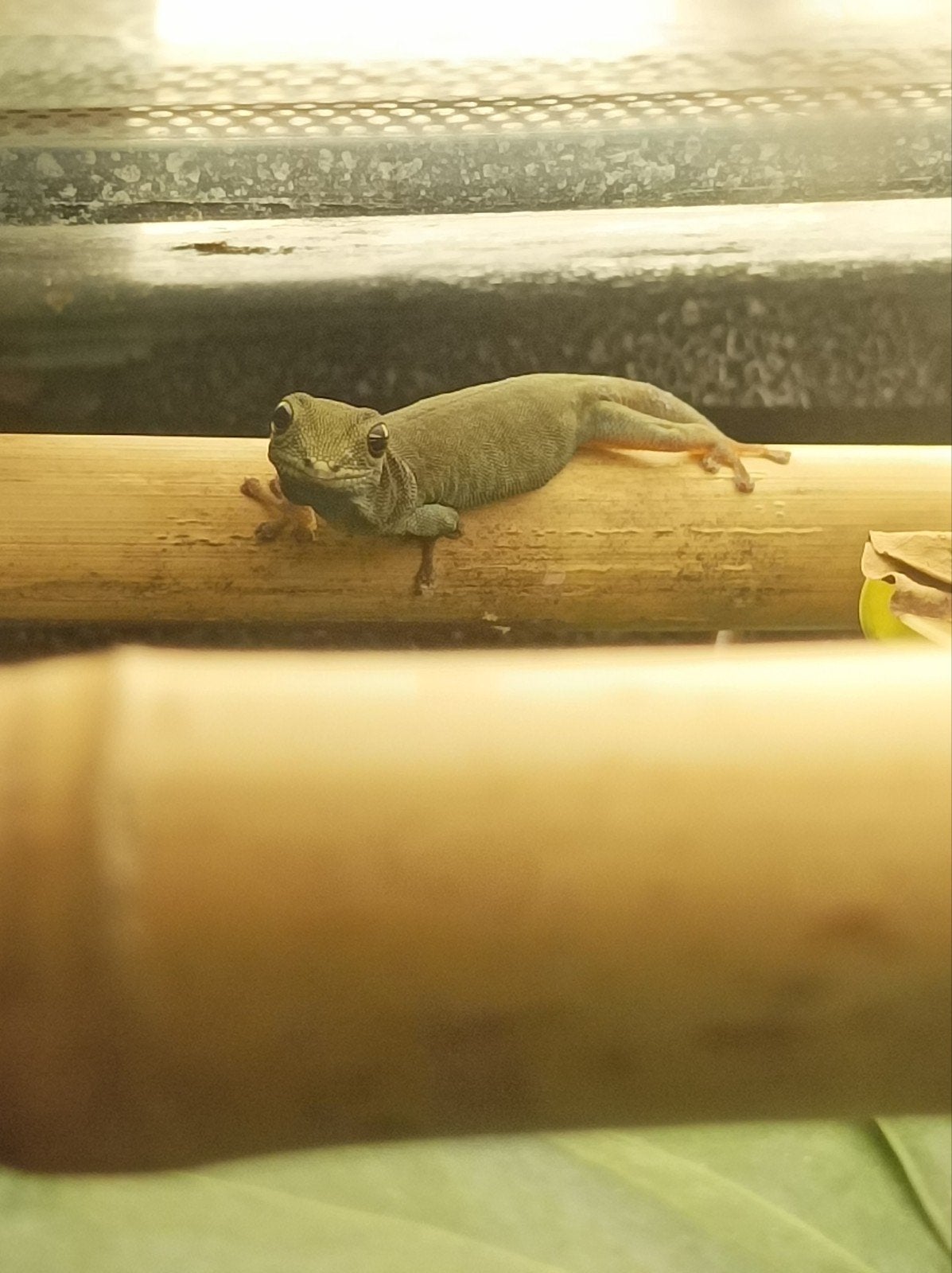 Koppel Lygodactylus williamsi 2024, Hagedis, 0 tot 2 jaar