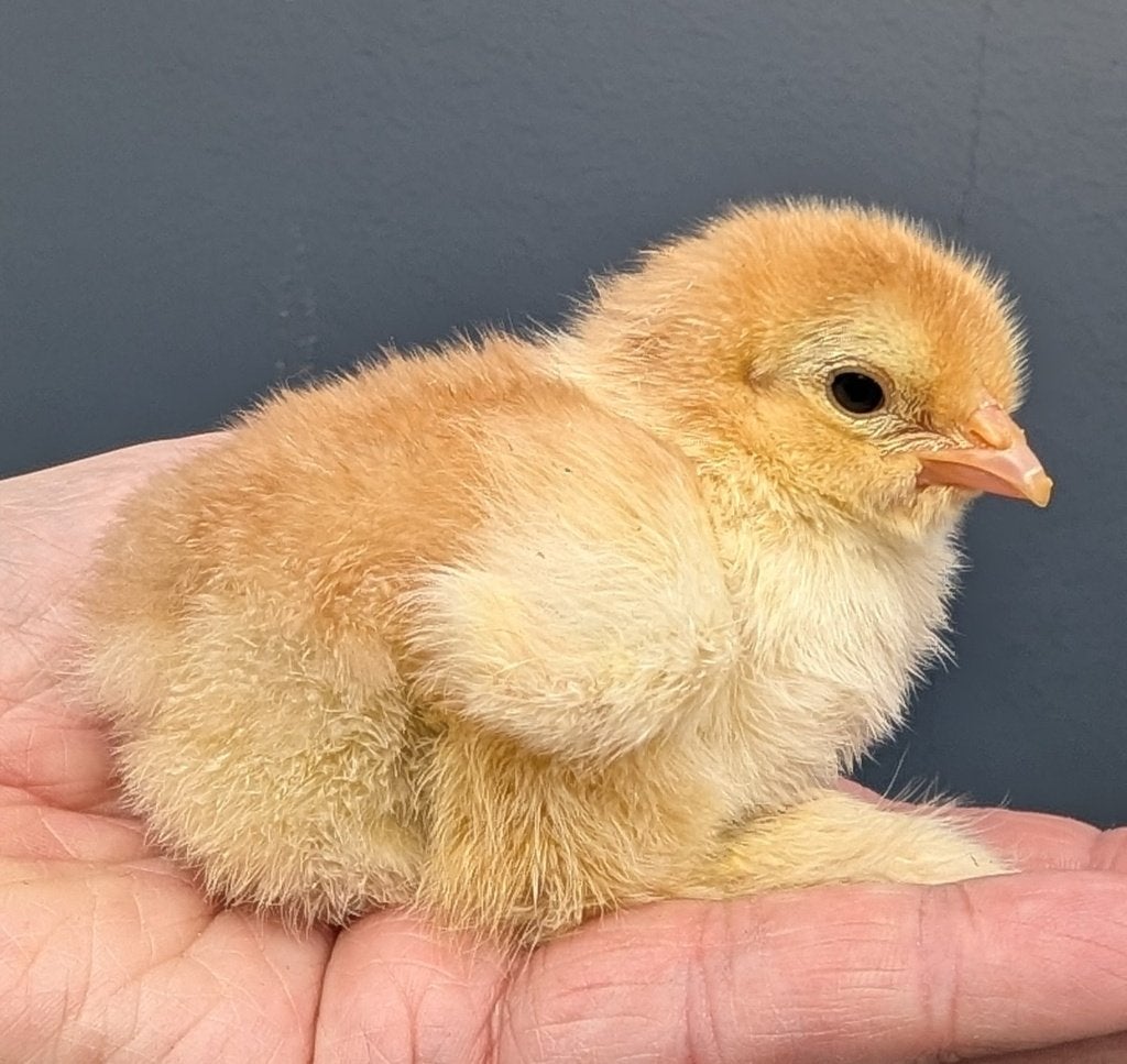 brahma kuikens uitgekomen op 25-8, Dieren en Toebehoren, Geslacht onbekend, Kip