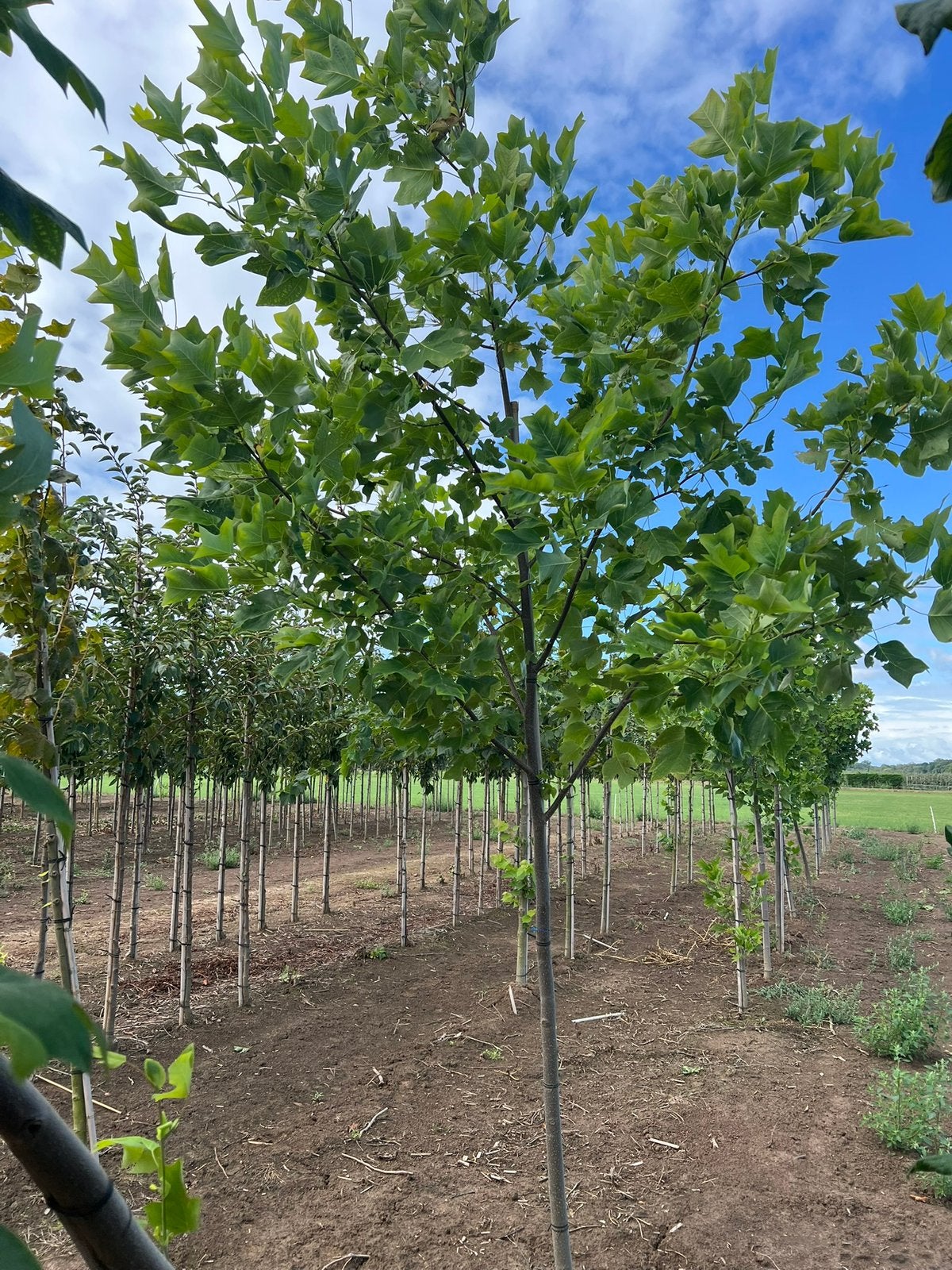 Liriodendron tulipifera tulpenboom 2,5 meter, Tuin en Terras, Ophalen, Volle zon, Overige soorten, 250 tot 400 cm
