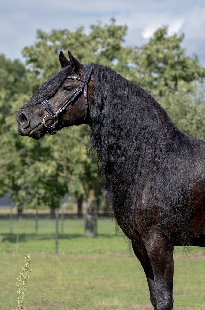 Prachtige arabo Fries te koop, Dieren en Toebehoren, Merrie, Met stamboom, B, Dressuurpaard