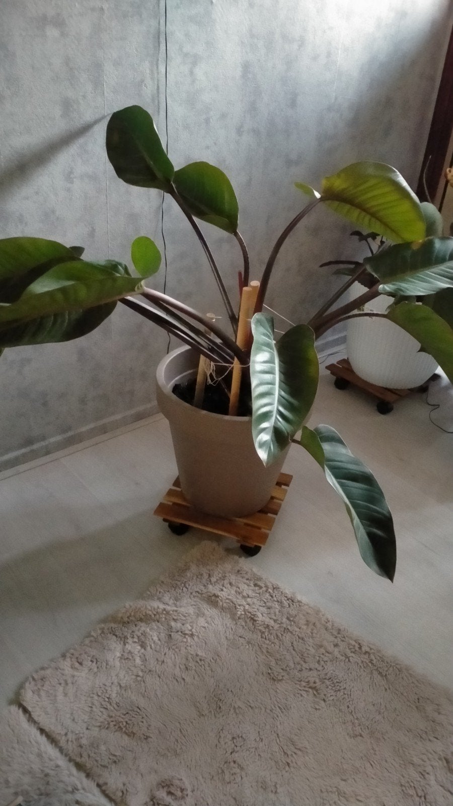 Grote Philodendron plant in pot, 100 tot 150 cm, Overige soorten, In pot, Groene kamerplant