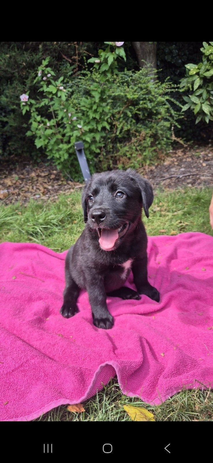 super lieve sociale puppies, Dieren en Toebehoren, 8 tot 15 weken, Parvo, Meerdere, Meerdere dieren