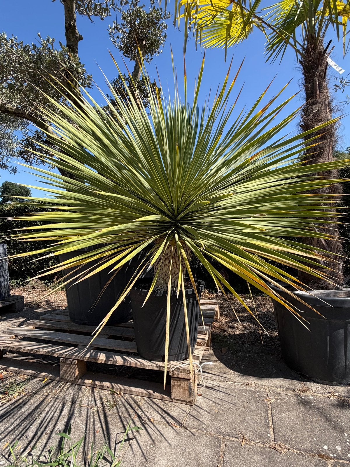 Yucca Rostrata - Palmlelie, 100 tot 250 cm, Zomer, Volle zon, In pot