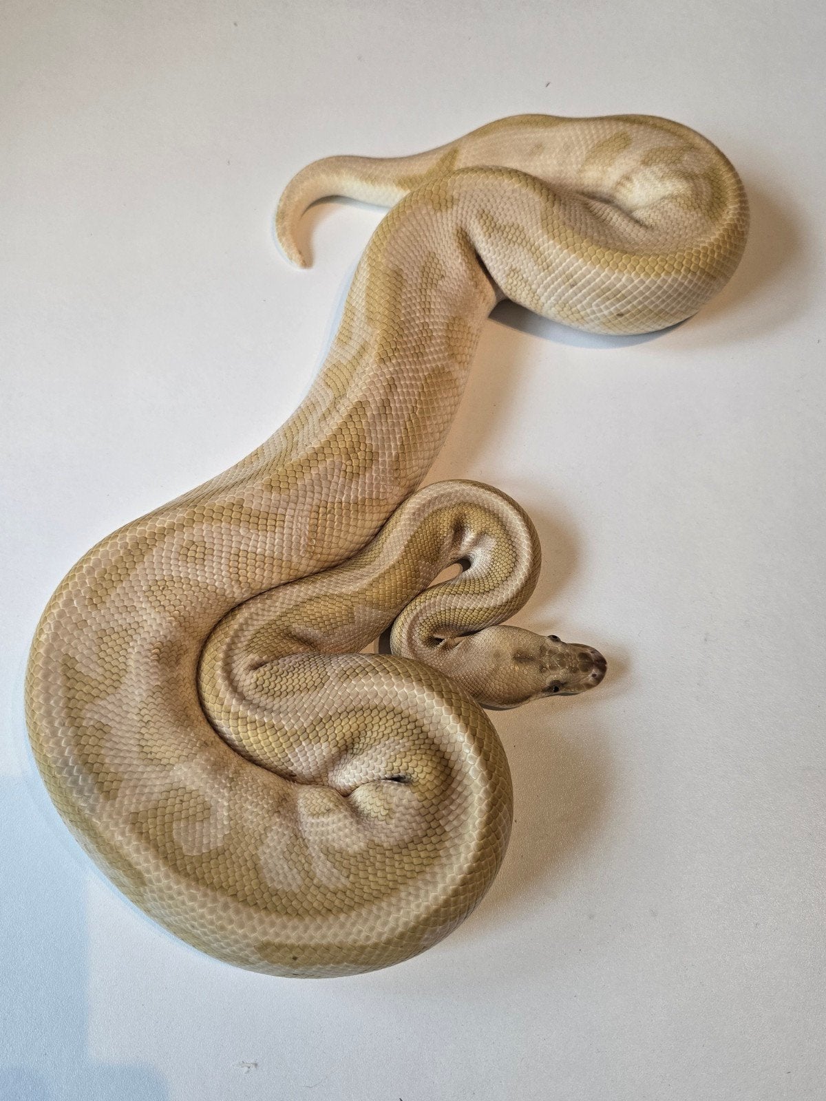 1.0 spotnose leopard lesser clown Ball Python - male for sale from martijn