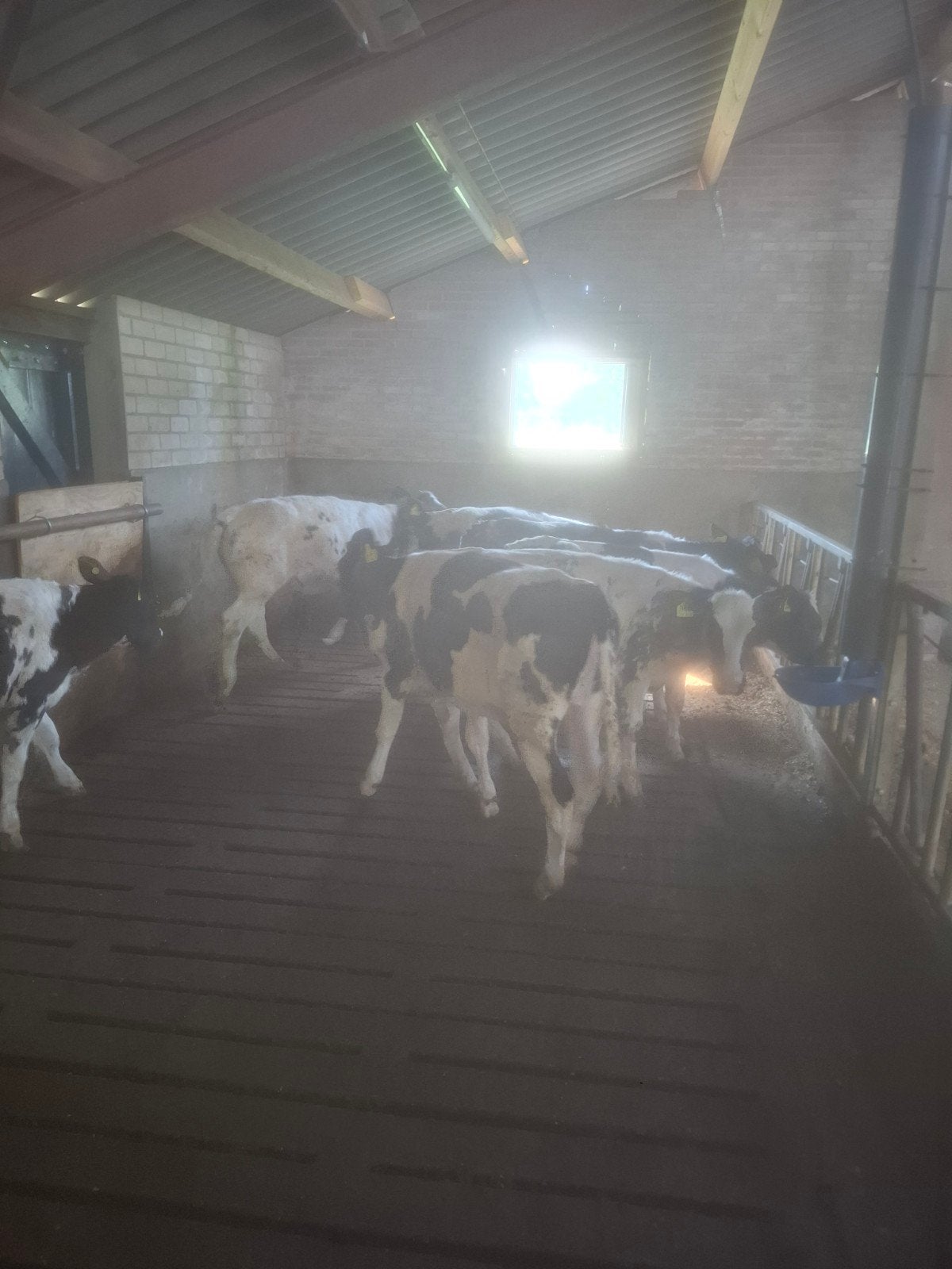 7 bbl kruisling pinken, Dieren en Toebehoren, Runderen, Vrouwelijk