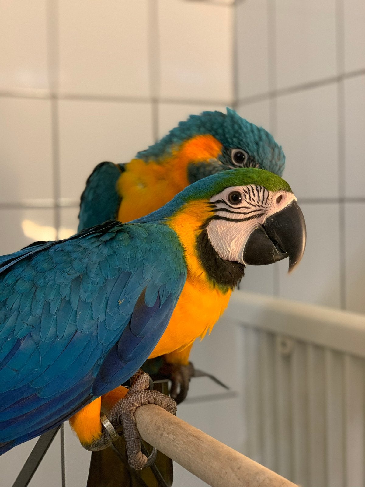Jonge blauwgele ara’s, Dieren en Toebehoren, Papegaai