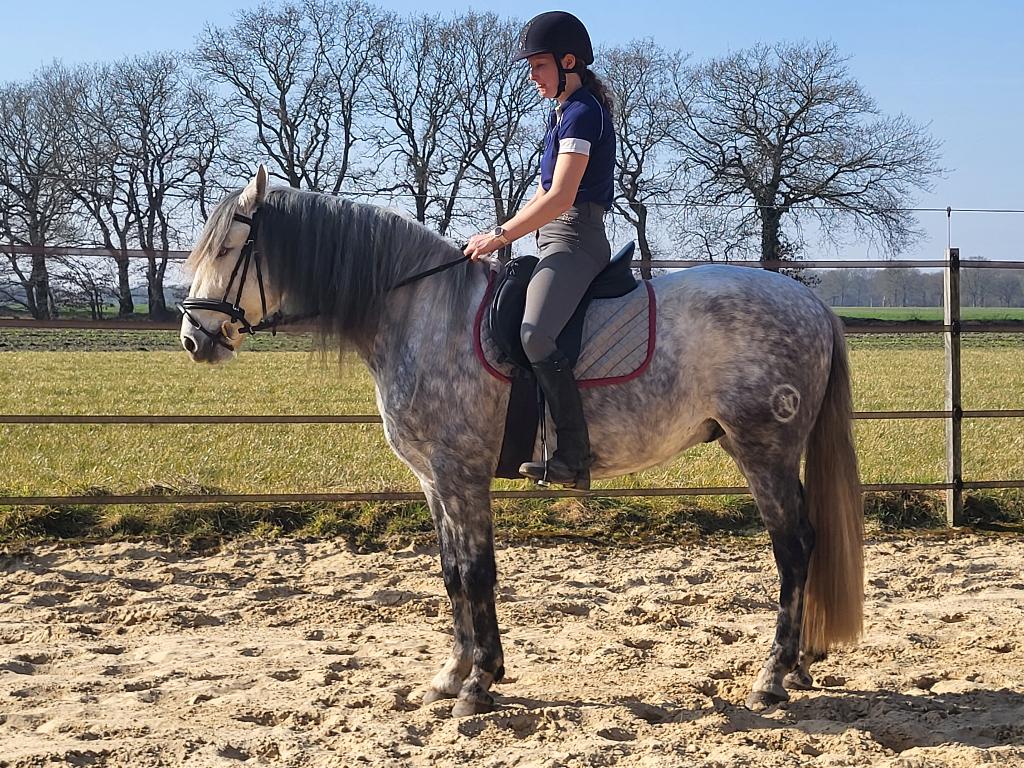 Pre Andalusiër, Dieren en Toebehoren, Met stamboom, Ruin, Dressuurpaard, Zadelmak