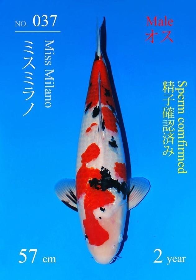 Sakai Sanke Japense koi Karper, Karper of Koi