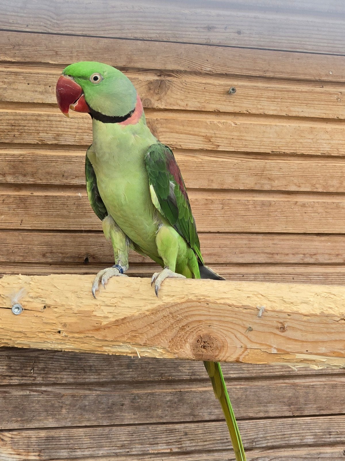 Koppel Alexander parkieten, Dieren en Toebehoren, Vogels | Parkieten en Papegaaien, Meerdere dieren, Parkiet, Geringd