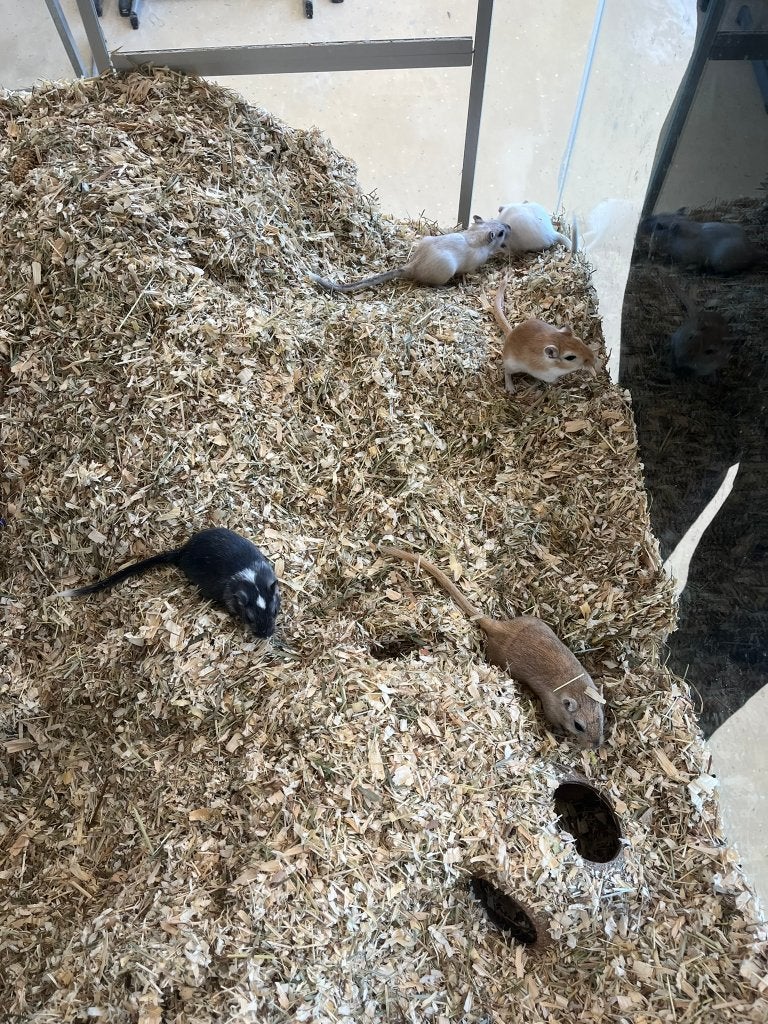 Gerbils, Dieren en Toebehoren, Knaagdieren, April, Meerdere dieren, Overige typen, Tam