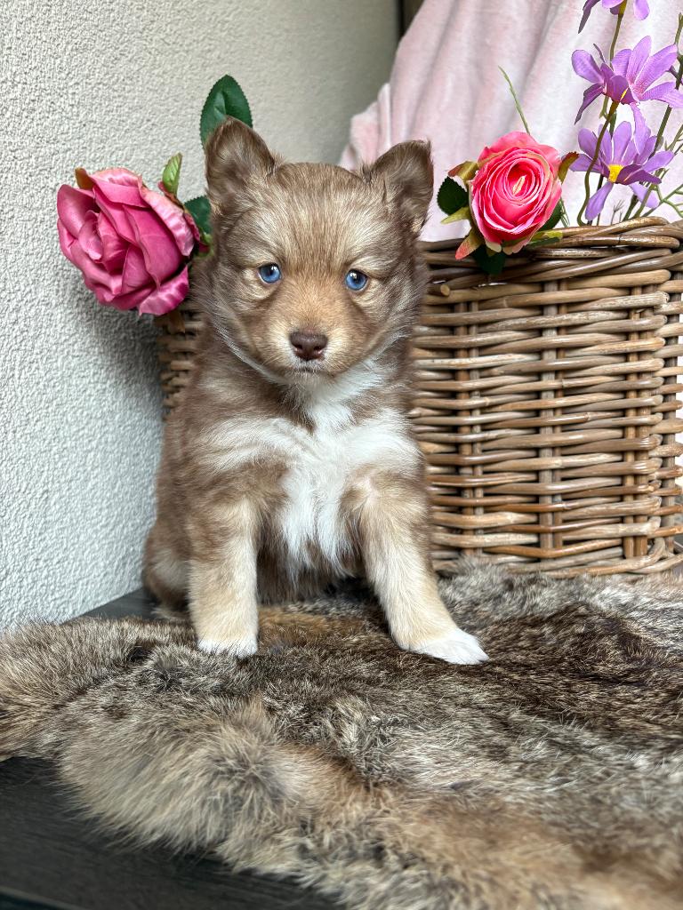 MOGEN VERHUIZEN Pomsky f3 pups, Dieren en Toebehoren, Honden | Poolhonden, Keeshonden en Oertypen, Parvo, 8 tot 15 weken, Poolhond