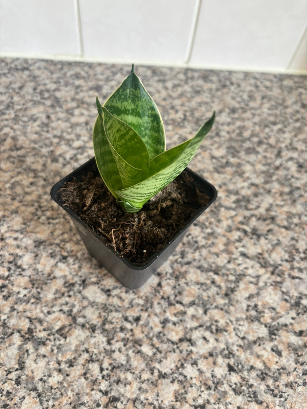 sanseveria plantje, Ophalen of Verzenden, Halfschaduw, Minder dan 100 cm
