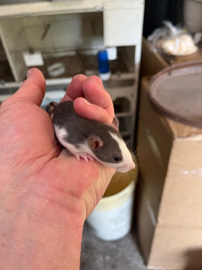 Jonge ratjes, Dieren en Toebehoren, Mei, Meerdere dieren, Rat