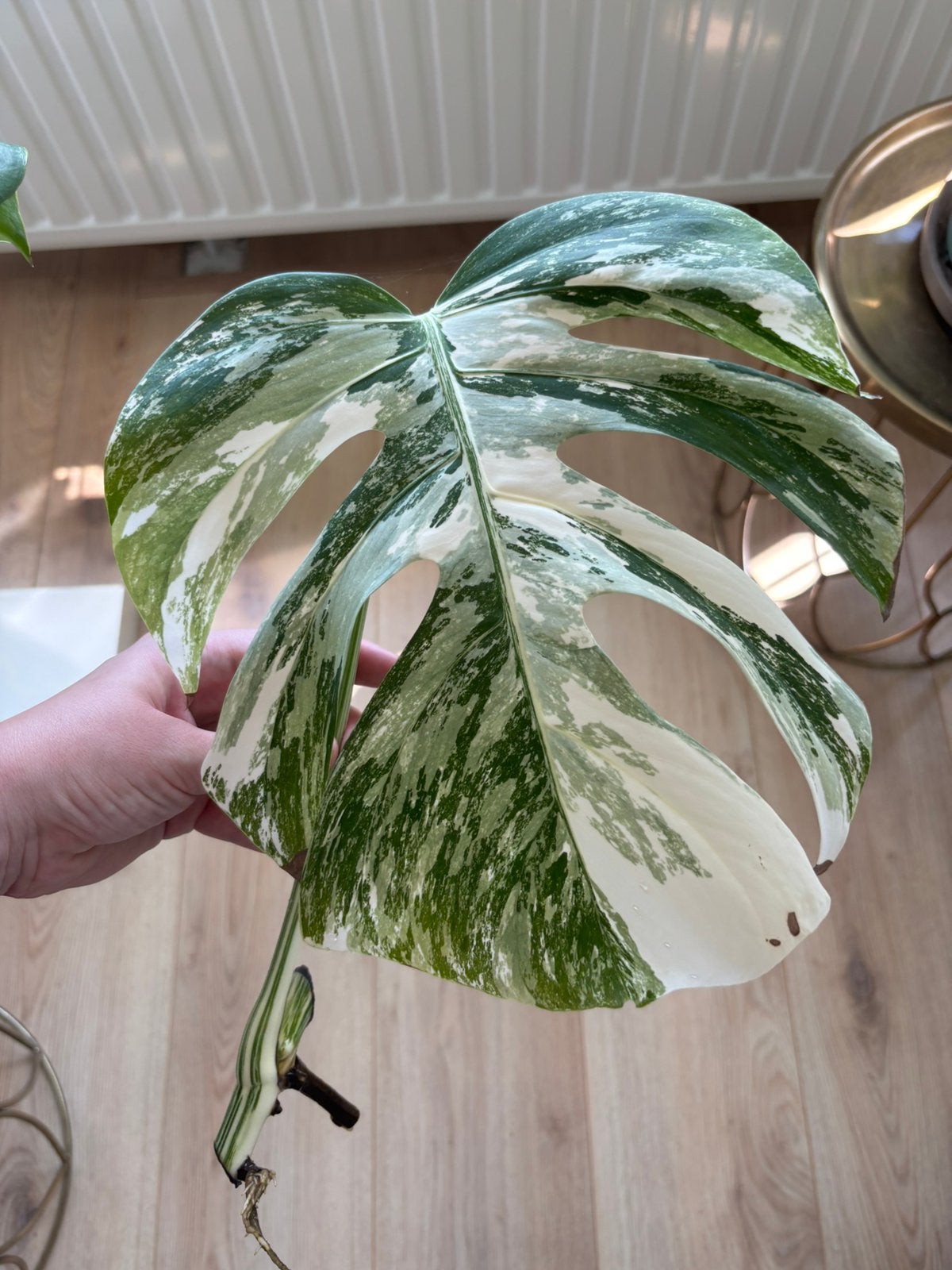 Prachtige gewortelde monstera variegata albo stek, Huis en Inrichting, Kamerplanten, Ophalen of Verzenden, Halfschaduw, Minder dan 100 cm