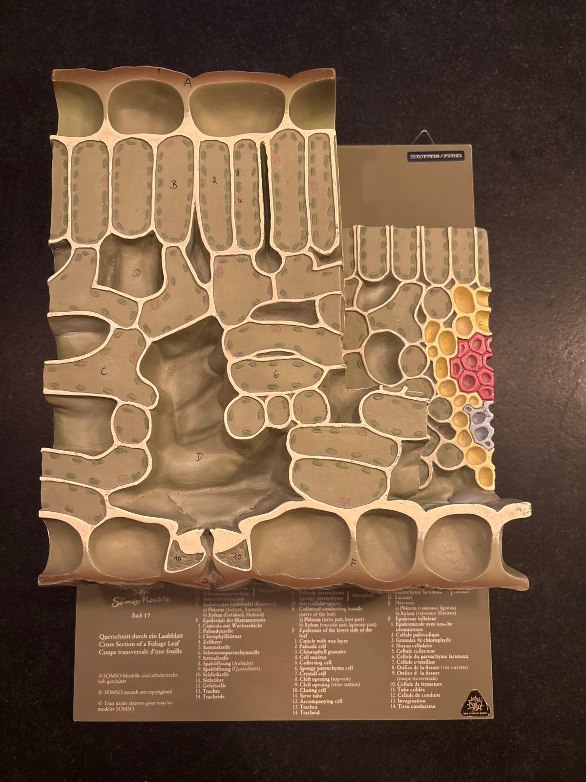 SOMSO Blad Dwarsdoorsnede Model - Biologie Onderwijs, Ophalen of Verzenden, Gebruikt