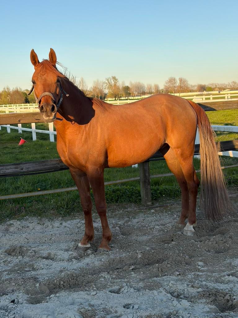 Lieve E pony 9 jarige ruin met goed stamboek, Dieren en Toebehoren, Pony's, E pony (1.48m - 1.57m), Met stamboom, Ruin, Zadelmak