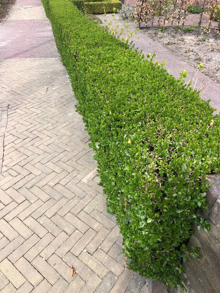 Foto 7 van Ligustrum Ovalifolium Haagplanten - Groene Ligusterhaag