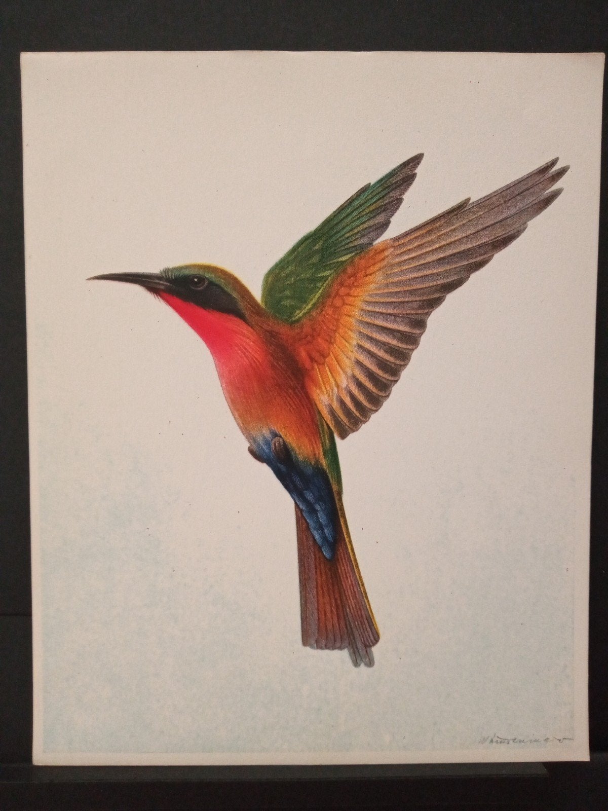 Paradijsvogels namen zie omschrijving - getekend, Gebruikt, Ophalen of Verzenden, 1940 tot 1960, Dier