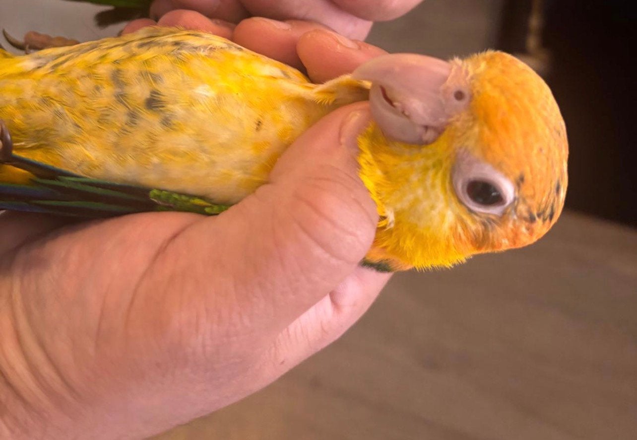 1 Roestkop tam Caique Papegaaien – DNA - Zelfstandig, Meerdere dieren, Papegaai, Geringd