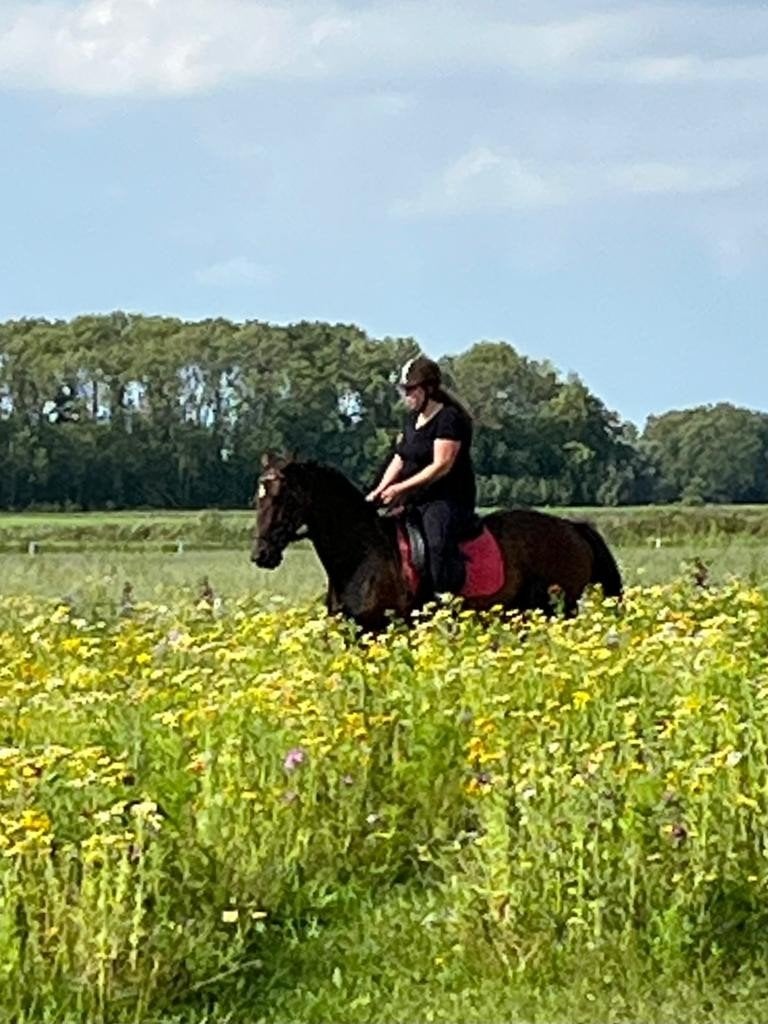 Engels volbloed merrie, Dieren en Toebehoren, Paarden, Minder dan 160 cm, 11 jaar of ouder, Recreatiepaard, Merrie