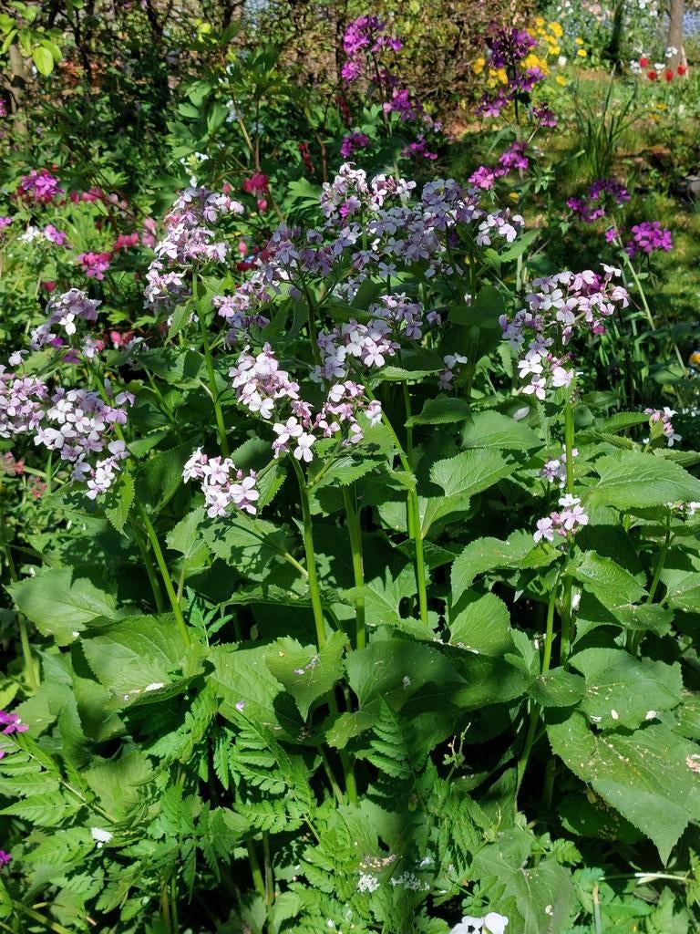 Plantenverkoop, Tuin en Terras, Planten | Tuinplanten, Vaste plant, Halfschaduw, Zomer, Ophalen