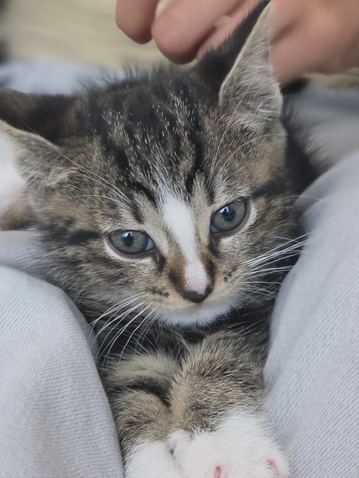 Europese korthaar kitten, Kater