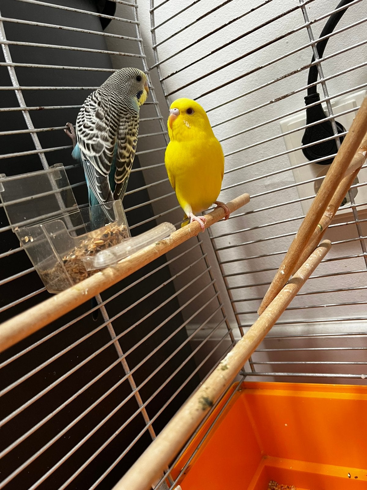 Parkieten met Complete Kooi en Accessoires, Dieren en Toebehoren, Vogels | Kanaries, Meerdere dieren, Zangkanarie