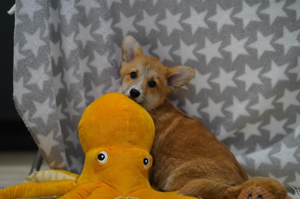 Prachtige en gezonde Welsh Corgi Pembroke puppy’s, Overige rassen, 8 tot 15 weken, Buitenland, Parvo