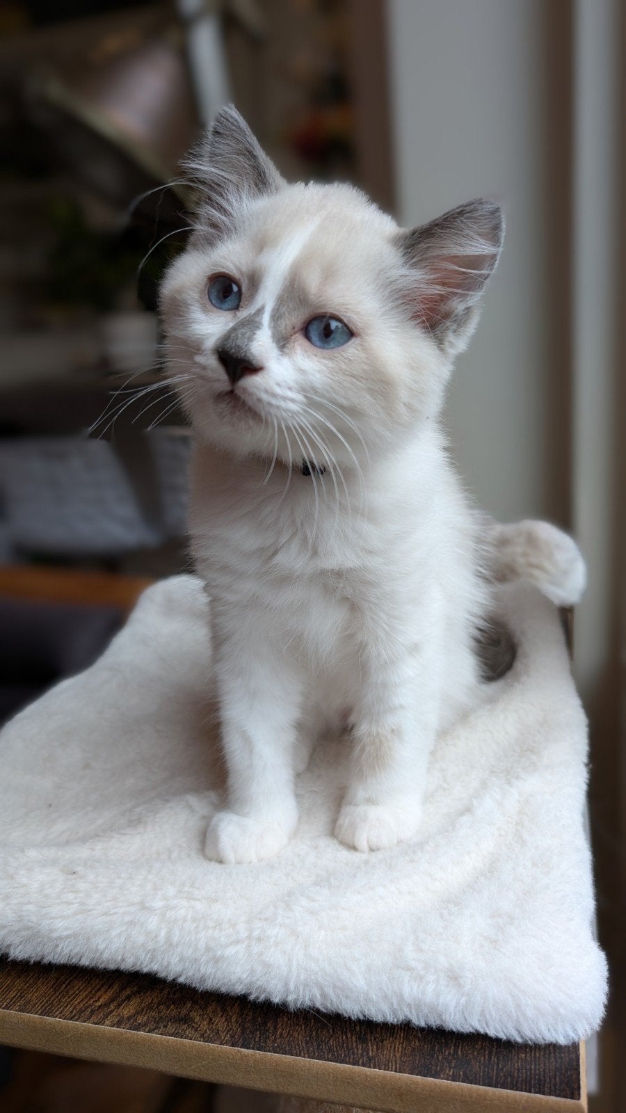 Siberische kitten - hypoallergene kat, Poes, Langharig, 0 tot 2 jaar
