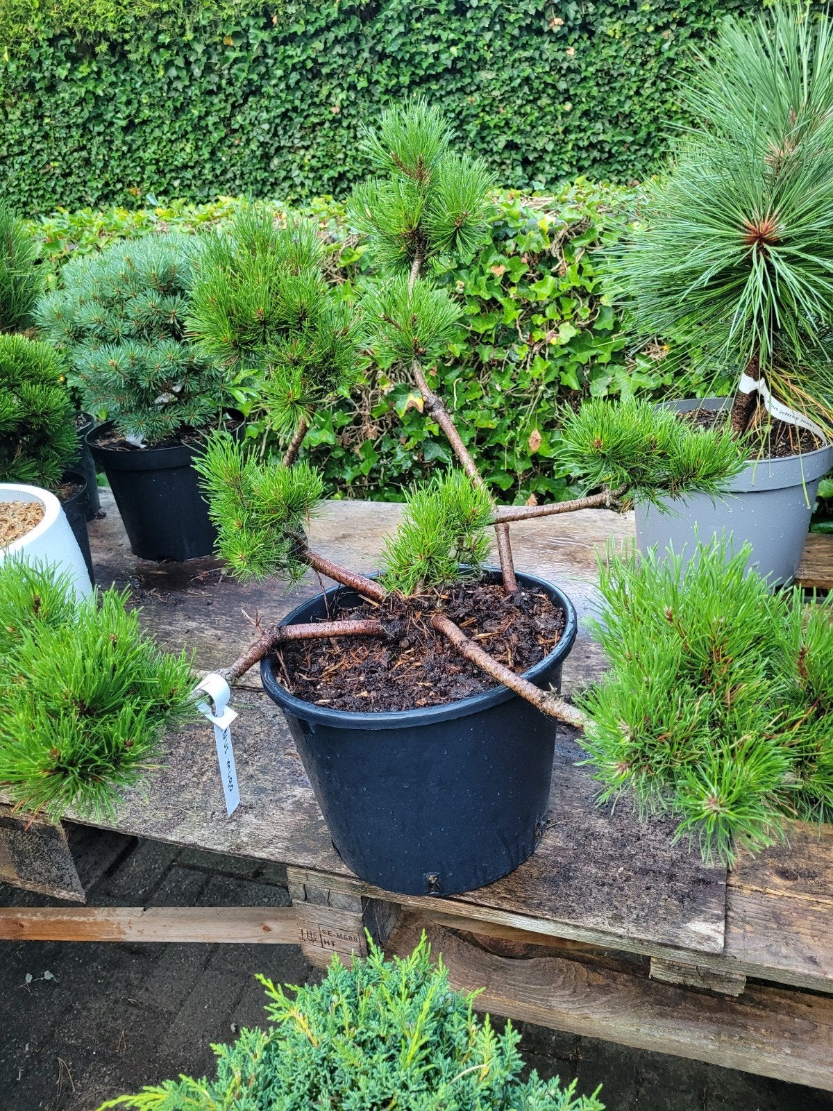 Pinus Mugo Vormsnoei - Bergden in Vorm, Ophalen