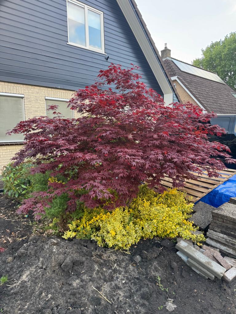 Prachtige Japanse Esdoorn - Rode bladeren, Tuin en Terras, Planten | Bomen, Ophalen, Bloeit niet, Halfschaduw, Overige soorten