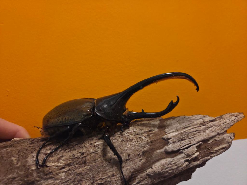 Volwassen man Dynastes hercules lichyi, Herculeskever, Dieren en Toebehoren