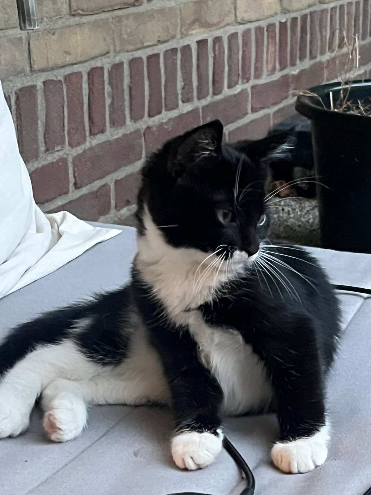 Te koop: laatste schattige kitten uit een nestje van 6, Poes