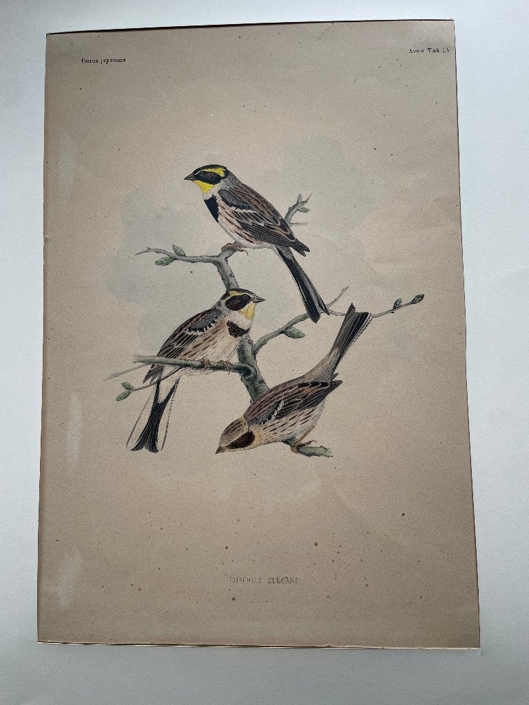 Fauna Japonica Emberiza elegans (Geelkeelgors) 1842, 1800 - 1899, Ophalen of Verzenden, Flora en Fauna, 28 cm