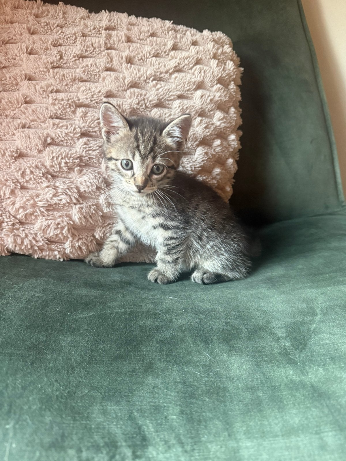 Kittens te koop, Meerdere dieren