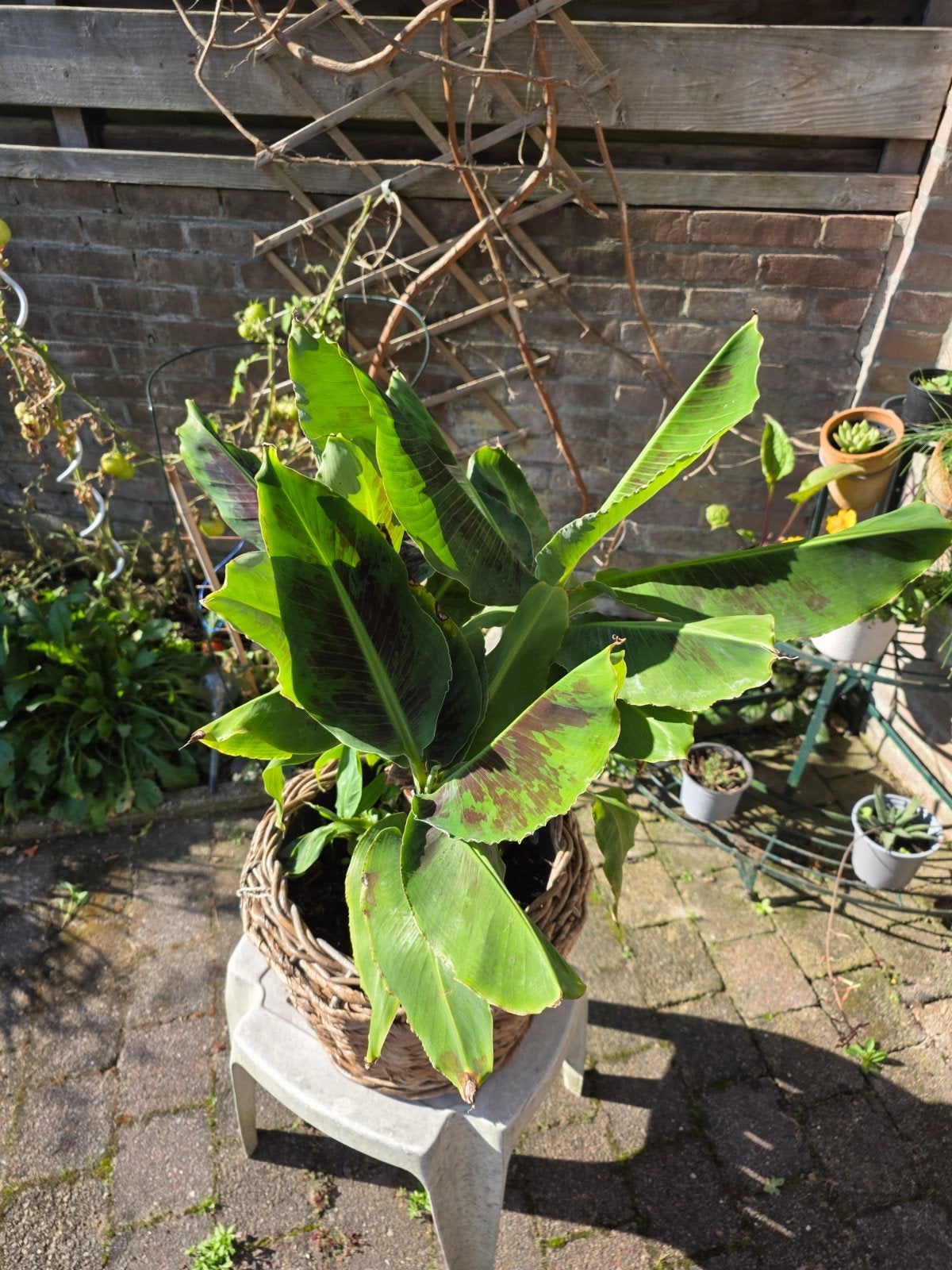 Bananenplant in rieten pot, Ophalen, In pot