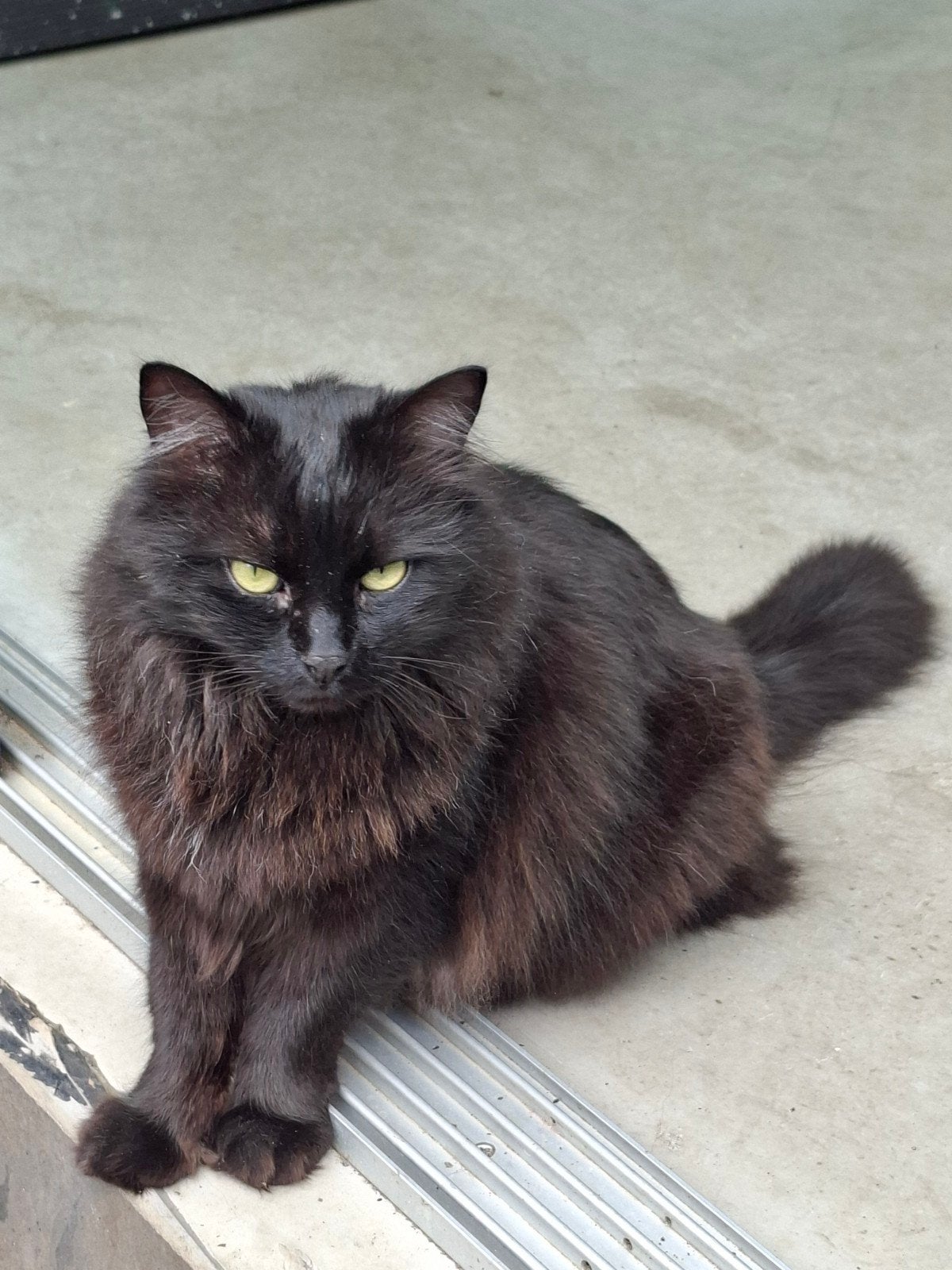 Gecastreerde kater zoekt een nieuw huis, Dieren en Toebehoren, Katten en Kittens | Overige Katten, Kater